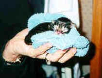 Newborn Windwalker kitten