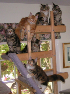 Cat tree and kittens November 2007