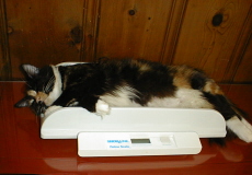 Chula weighing herself