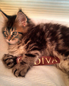 Godiva 9 weeks