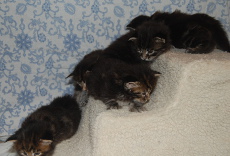 Sokoki kittens three weeks old