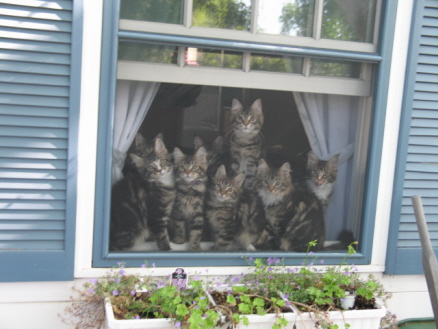 Spring 2008 Kittens