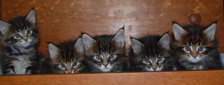 Sokoki's kittens five weeks