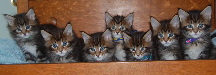 Taos's kittens five weeks old