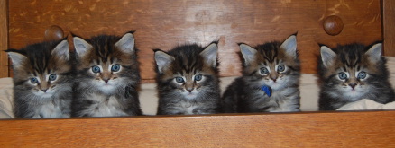 Juno's kittens five weeks old