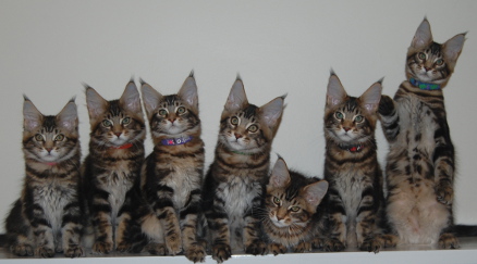 Windwalker kittens 2014