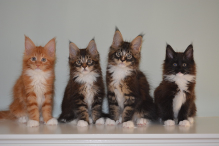 Momentum's ten week old kittens