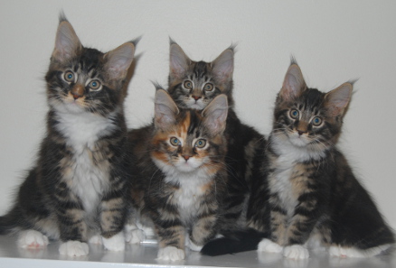 Momentum's kittens April 2014