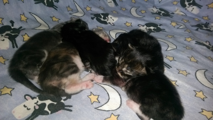 Serenade's kittens one week old