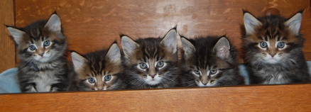 Sokoki's five weeks