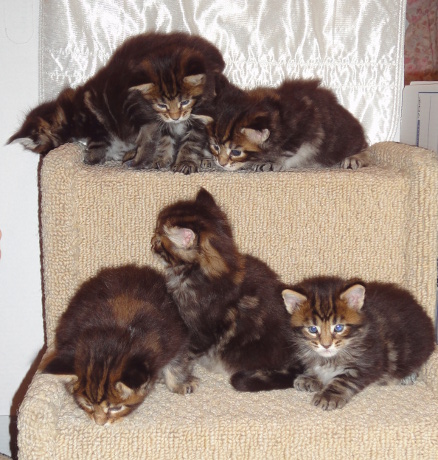 Taos three week old kittens