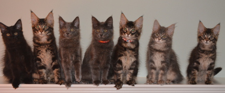 Sokoki's September litter all rights reserved