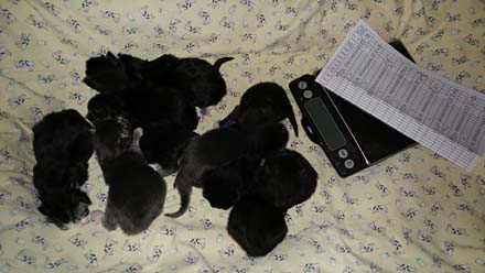 Windwalker kittens born on Christmas 2016