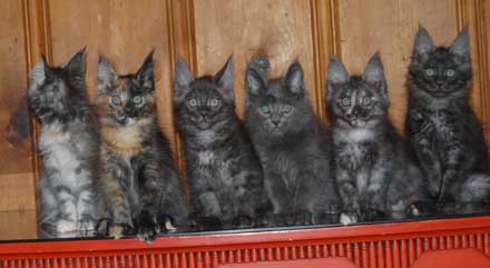  Liberty's kittens, ten weeks old, December 2011