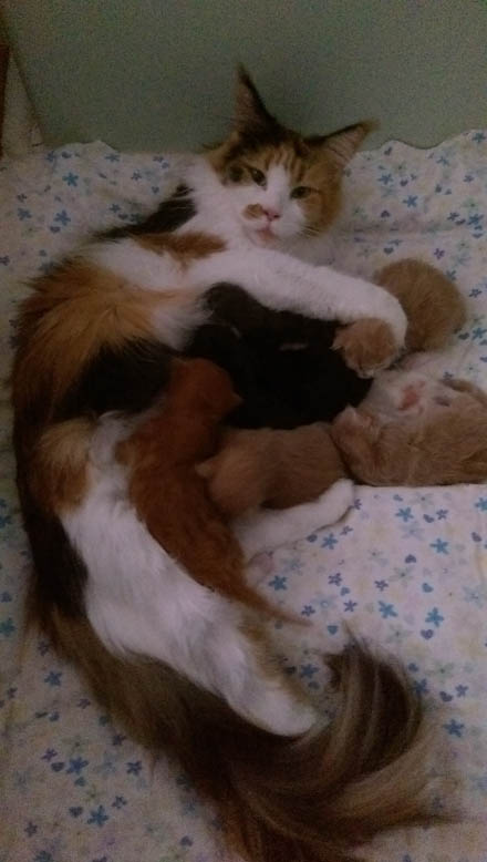 Momentum and her seven kittens 2016