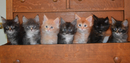 Windwalker kittens 2016 All Rights Reserved