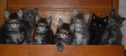 Windwalker kittens all rights reserved