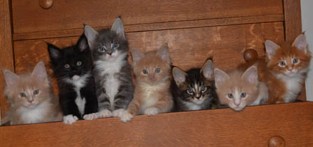 Weaver_Sadie_Bennett_Chip_Kelby_Alex_Eric_SixWeeksOld