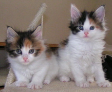 Two calico kittens