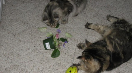 Cats destroy plant