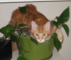 Mac destroys plant