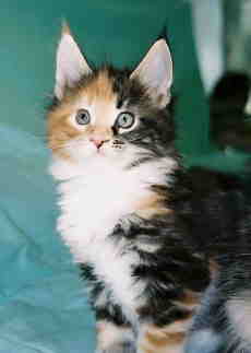 Margarita 7 weeks old