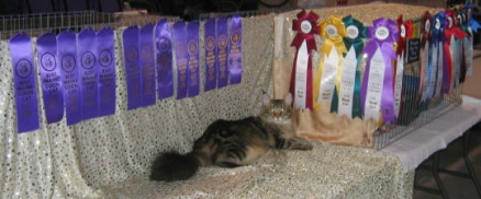 Wonder's ribbons at cat show
