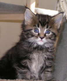 Wonder 5 weeks